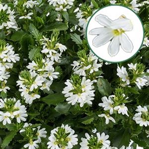 Afbeelding van Scaevola P12 White